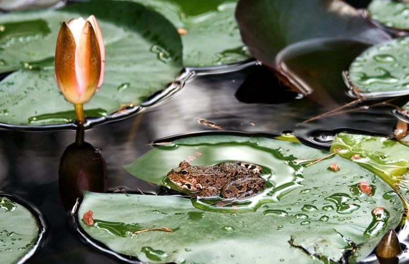 Царевна - лягушка фото превью