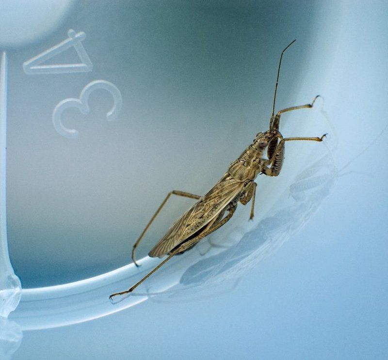 макро,насекомое  фото превью