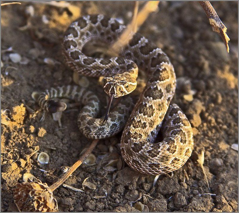 Щас как цапну! фото превью