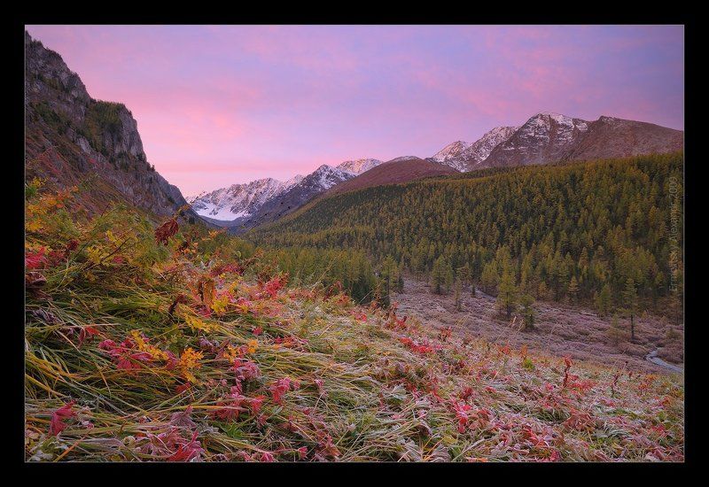алтай, куйгук, горы, река, трава, иней, деревья, золотая осень, рассвет Куйгук. Пробуждение. фото превью
