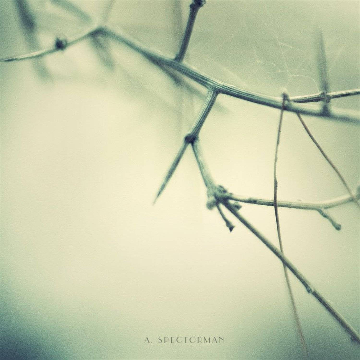 , Алёна Спекторман