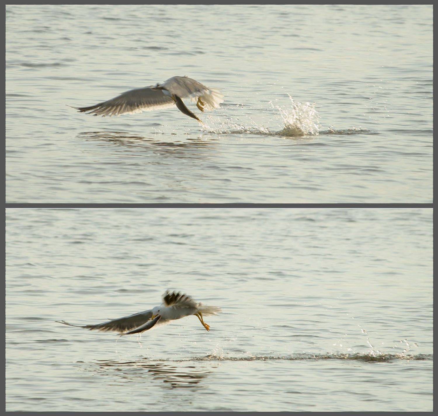 север, животные, птица,, Danil Husainov