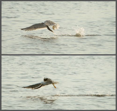 без труда, не вытащишь рыбу из пруда#2