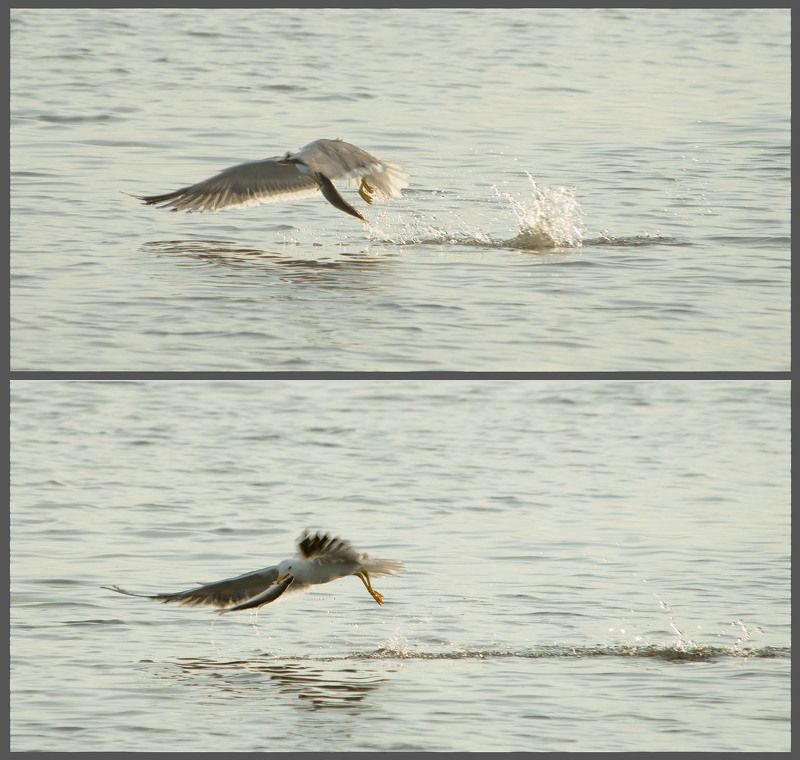 север, животные, птица, без труда, не вытащишь рыбу из пруда#2 фото превью