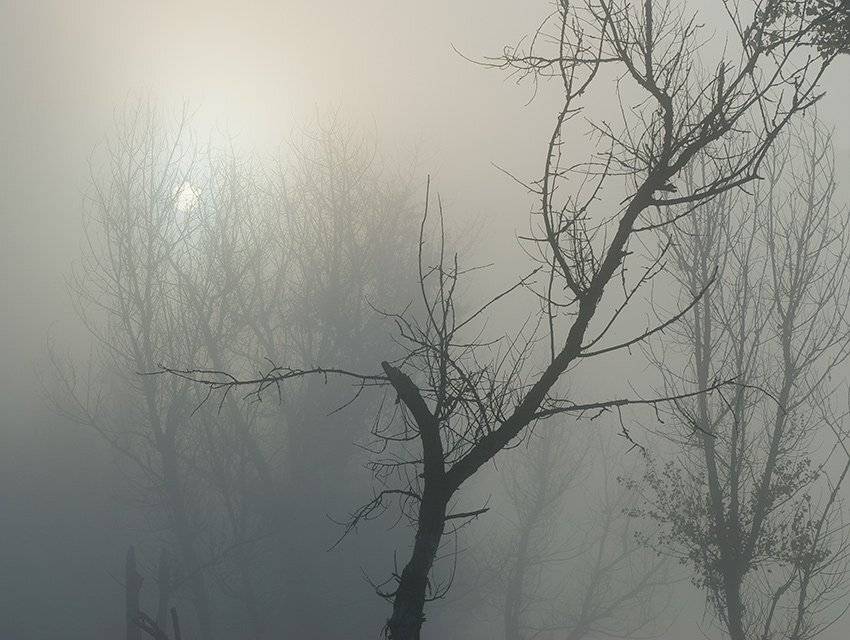 осень, туман, рассвет, солнце, деревья, тишина, Андрей Алексеев