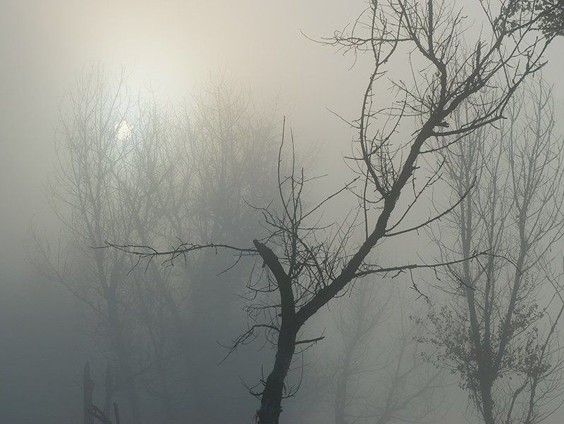 осень, туман, рассвет, солнце, деревья, тишина Серия \