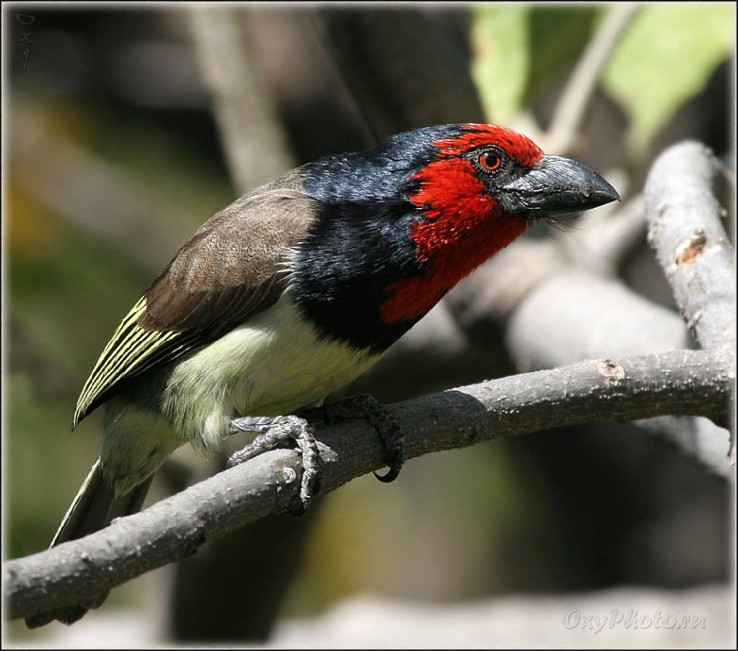 мореми, moremi, дельта окаванго, okavango delta, ботсвана, botswana, африка, africa, Оксана Борц