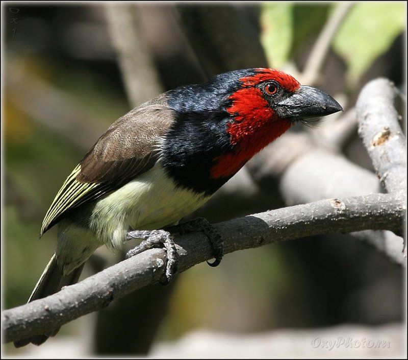 мореми, moremi, дельта окаванго, okavango delta, ботсвана, botswana, африка, africa Да, да... Я весь - внимание... фото превью