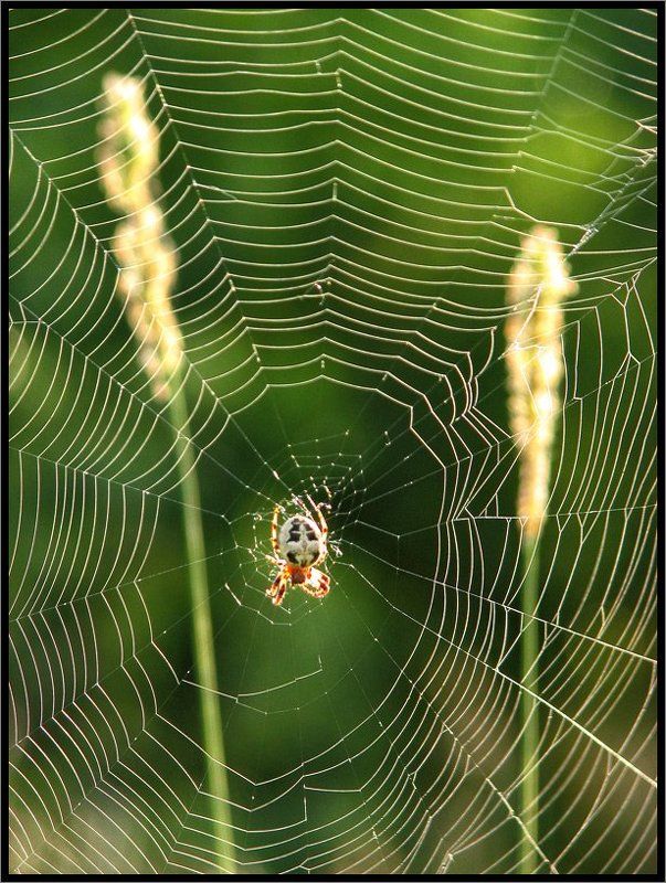 Живая мишень фото превью