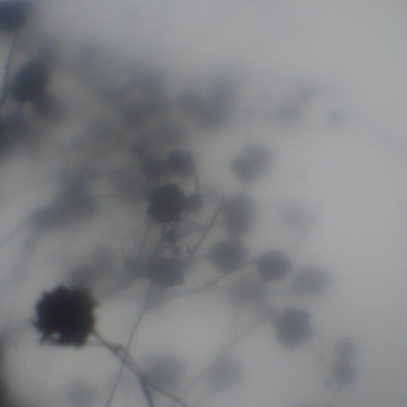 IMGP7101.jpg фото превью