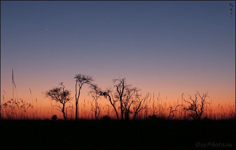 мореми, moremi, дельта окаванго, okavango delta, ботсвана, botswana, африка, africa Пробуждение... фото превью
