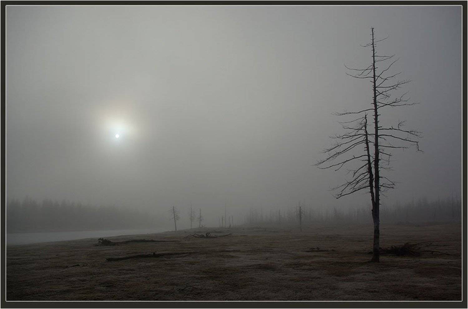 север, сухостой, Солодухин Виктор