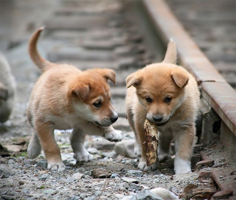 щенки **** фото превью