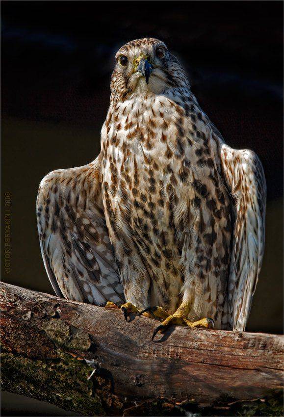 , Виктор Перякин