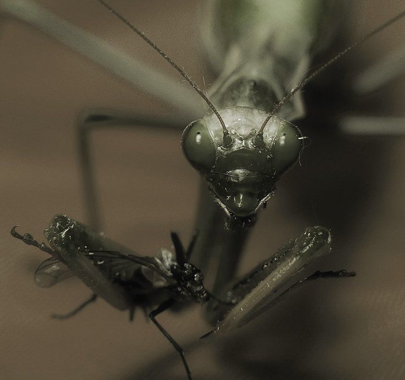 богомол,макро,природа,обед * фото превью