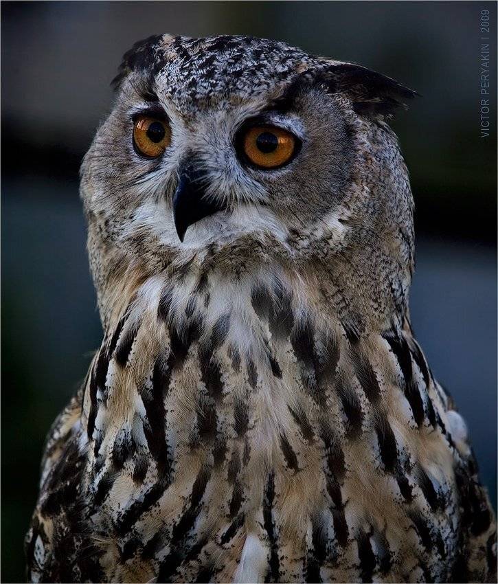 , Виктор Перякин