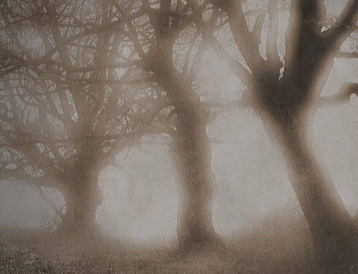 дерева,,,,,, Андрей  Золочевский