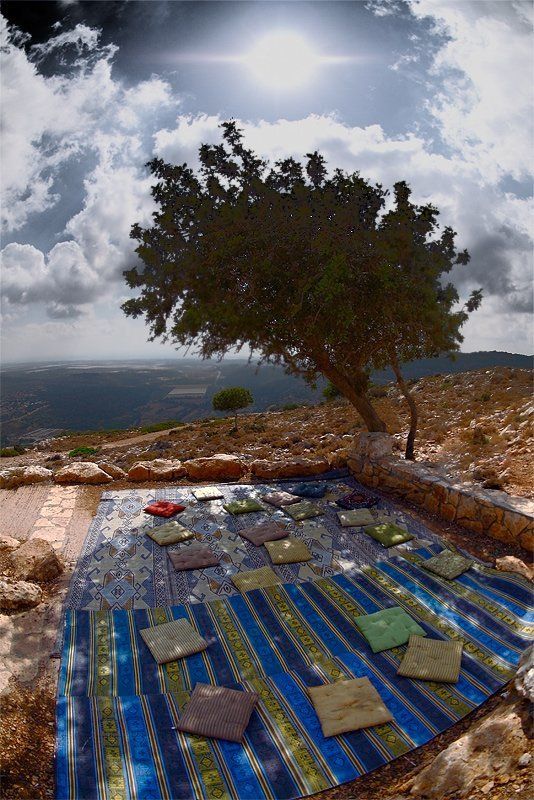 О значении дерева в жарком климате фото превью