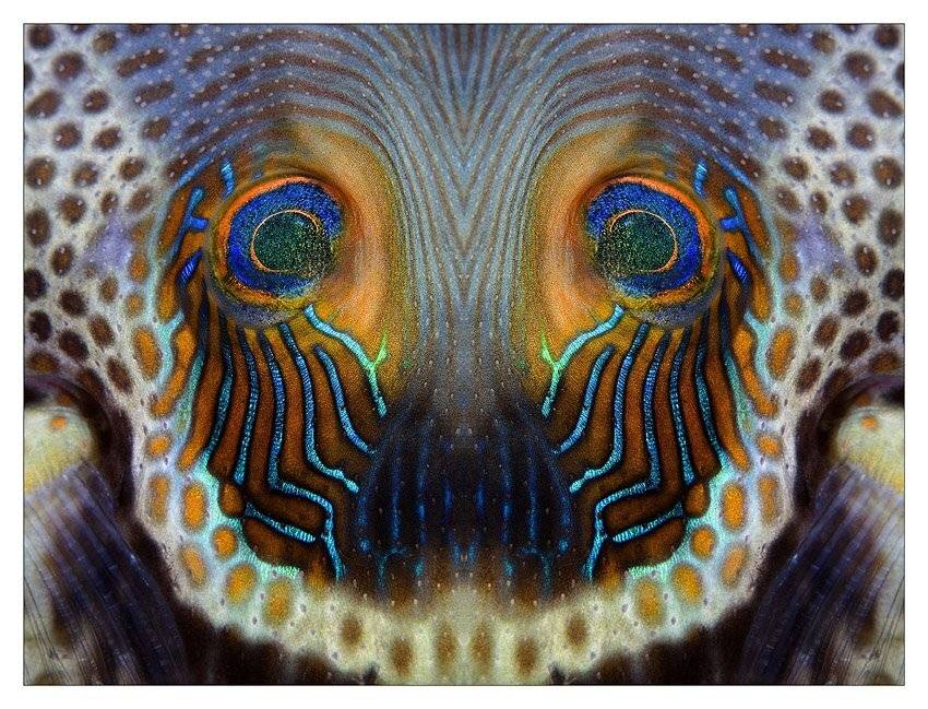 индонезия, сулу, папуа, Нарчук Андрей