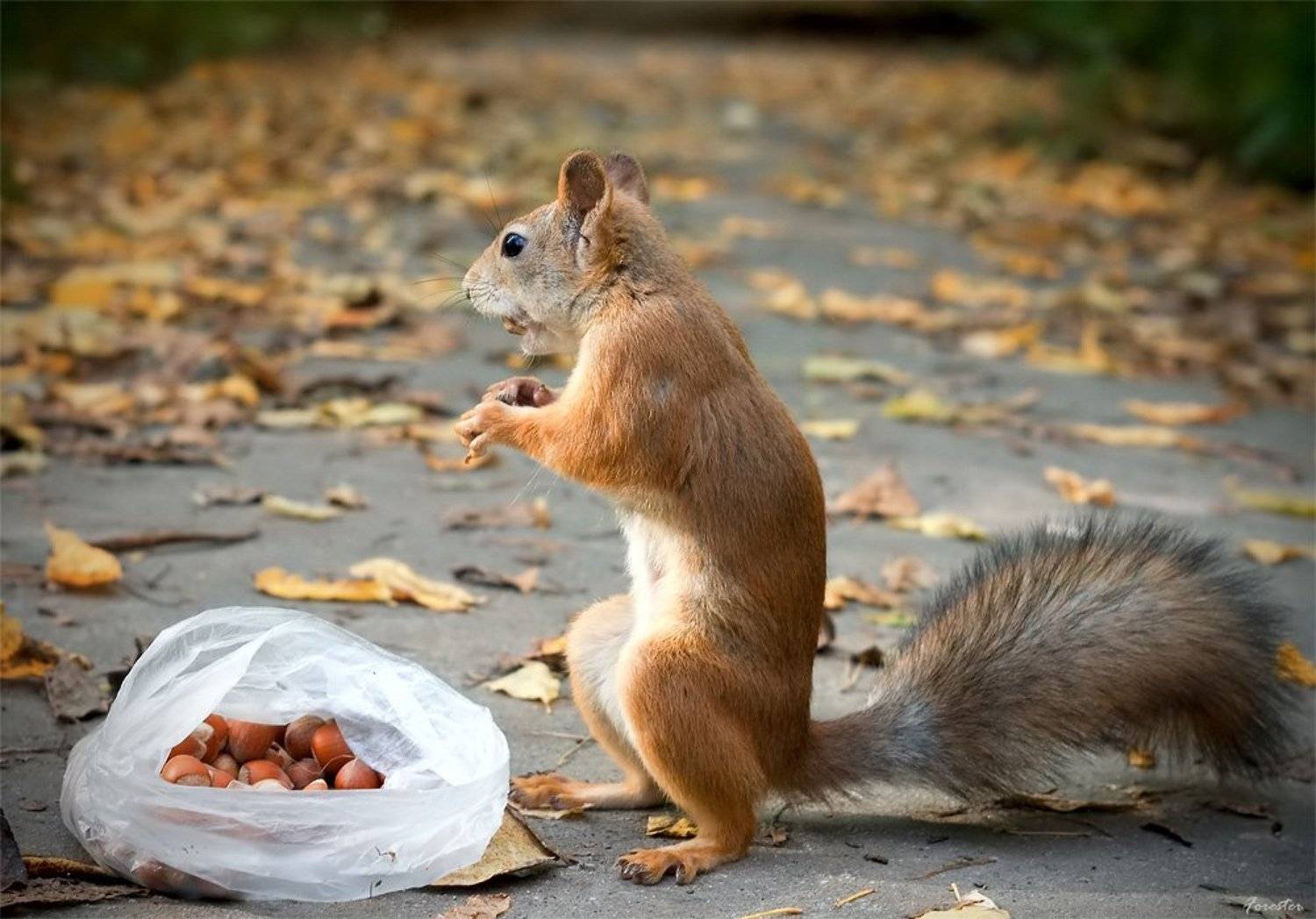 белка, Алексей Баяндин