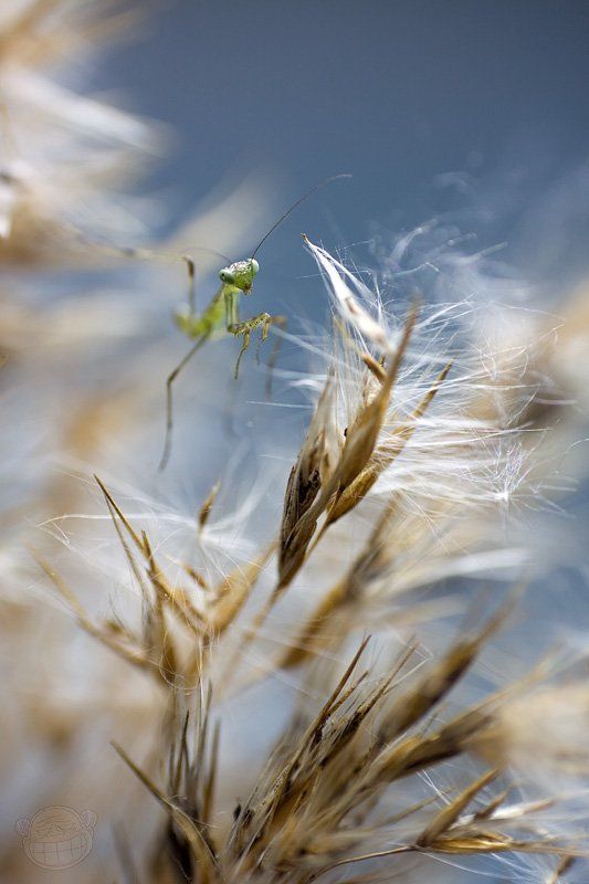 богомол, макро, личинка, колоски Над пропастью во ржи фото превью