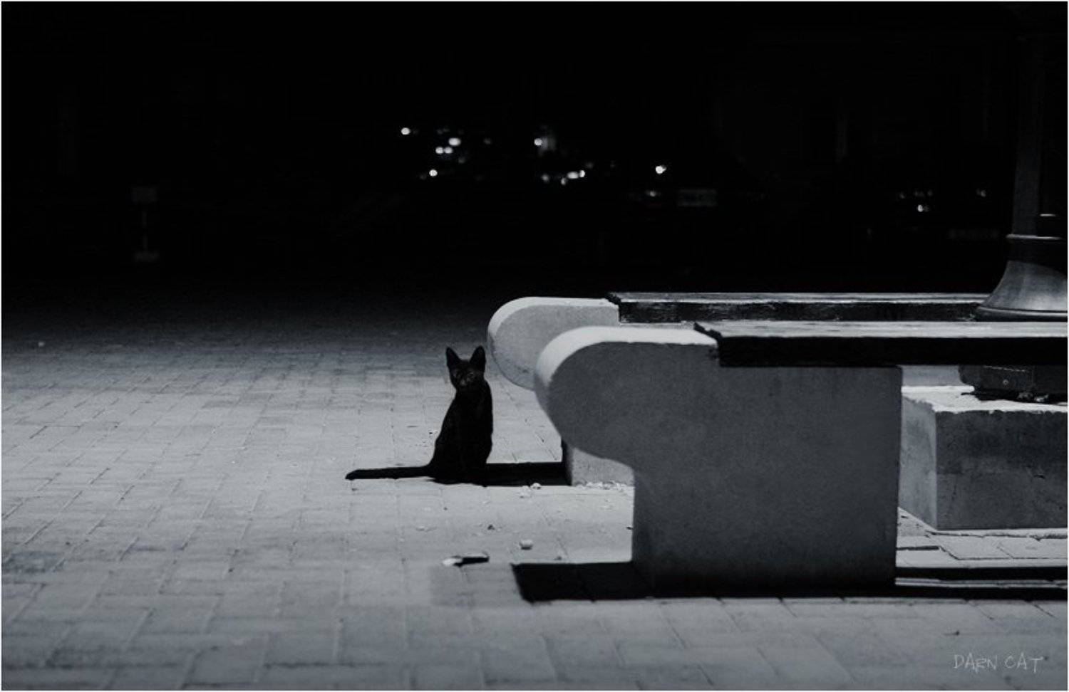 кипр, пафос, кот, в, порту, ночь, тень, черная, фонарь, Darn Cat