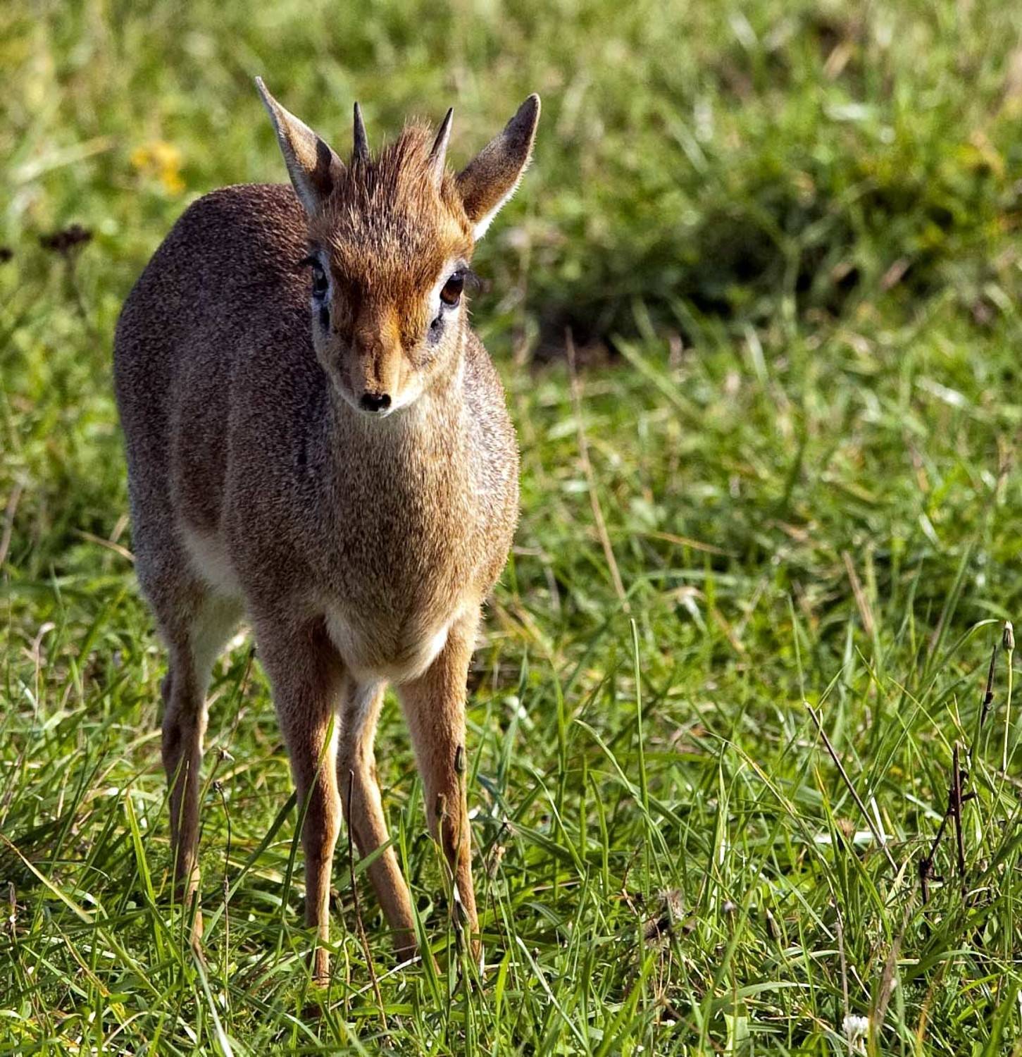 антилопа, Дмитрий Сегодник