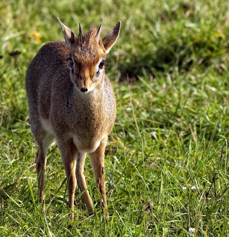 антилопа Я маленький,но смелый! фото превью