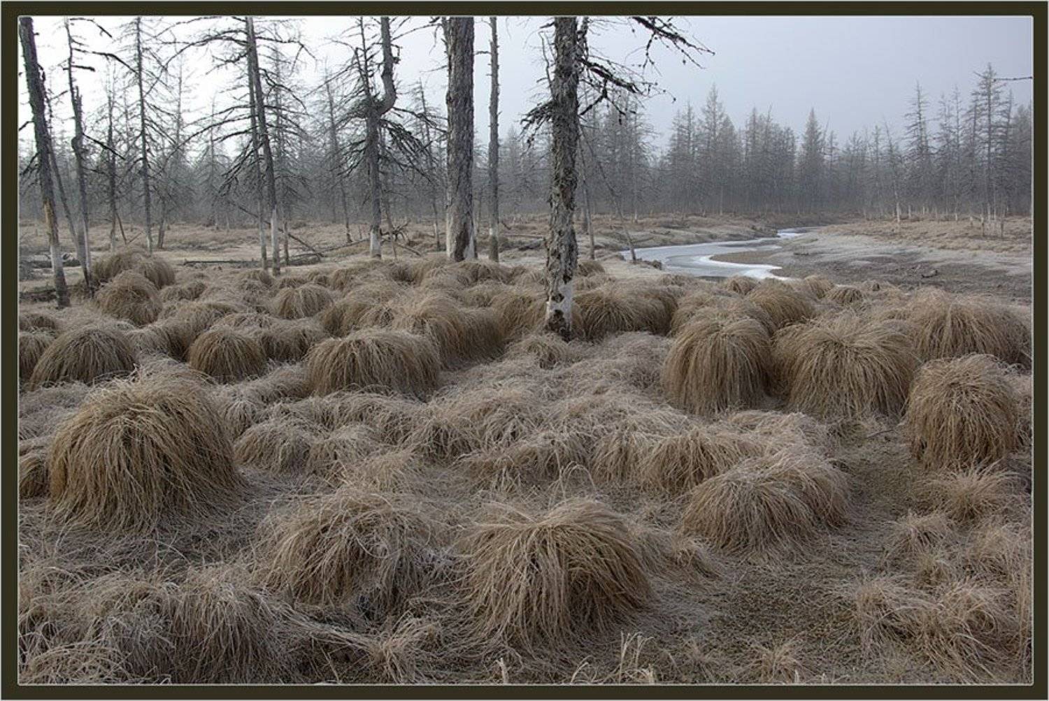 тайга, север, предзимье, Солодухин Виктор