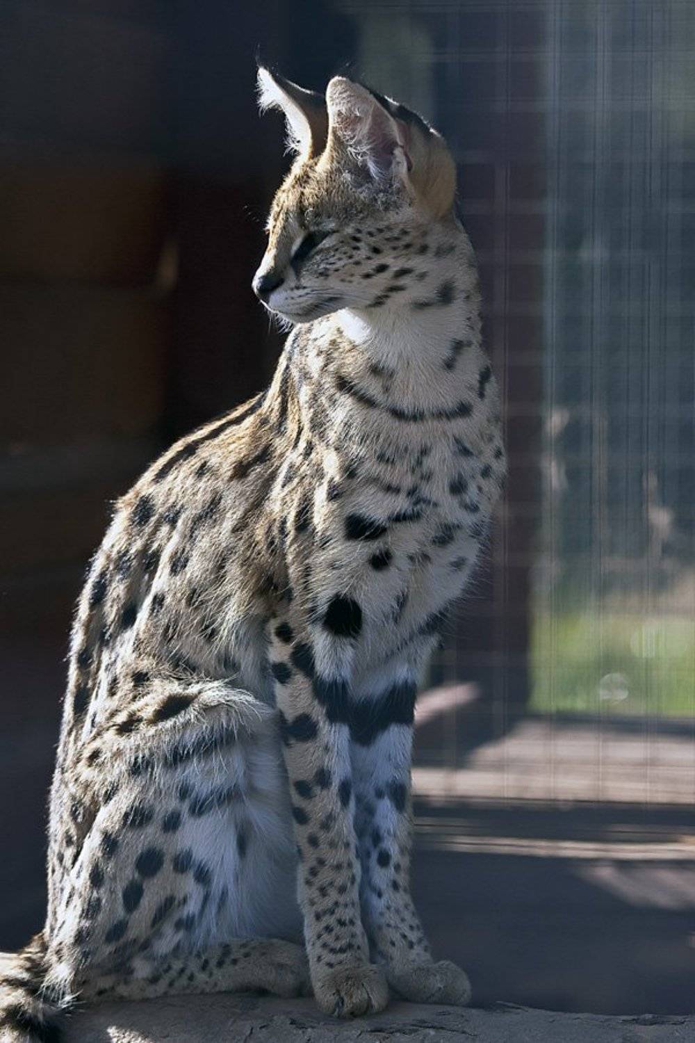 калужская область,воробьи., Дмитрий Сегодник