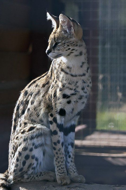 калужская область,воробьи. Из кошачьей жизни... фото превью