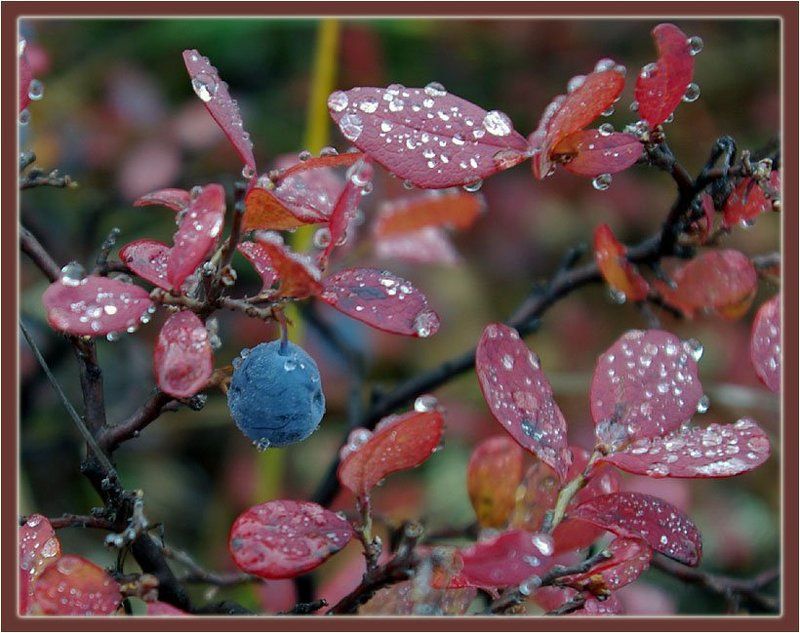 голубика Голубика фото превью