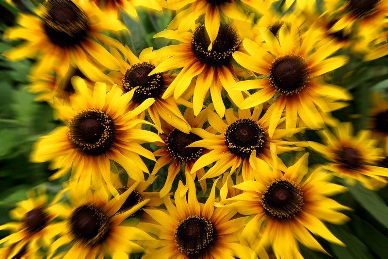 цветы Дети солнца фото превью