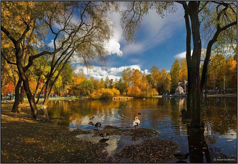 новосибирск, зоопарк, озеро, осень, аня графова Лебединое озеро фото превью