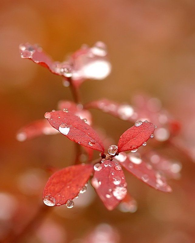 север, природа, макро, краски севера, осень краски осени фото превью