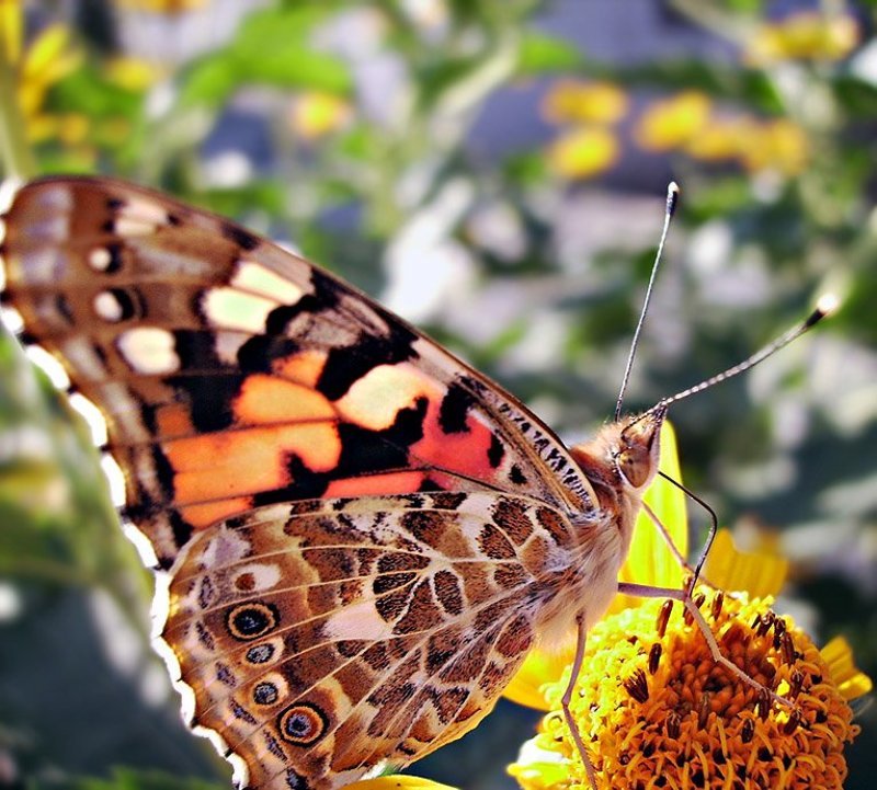 Легкость фото превью