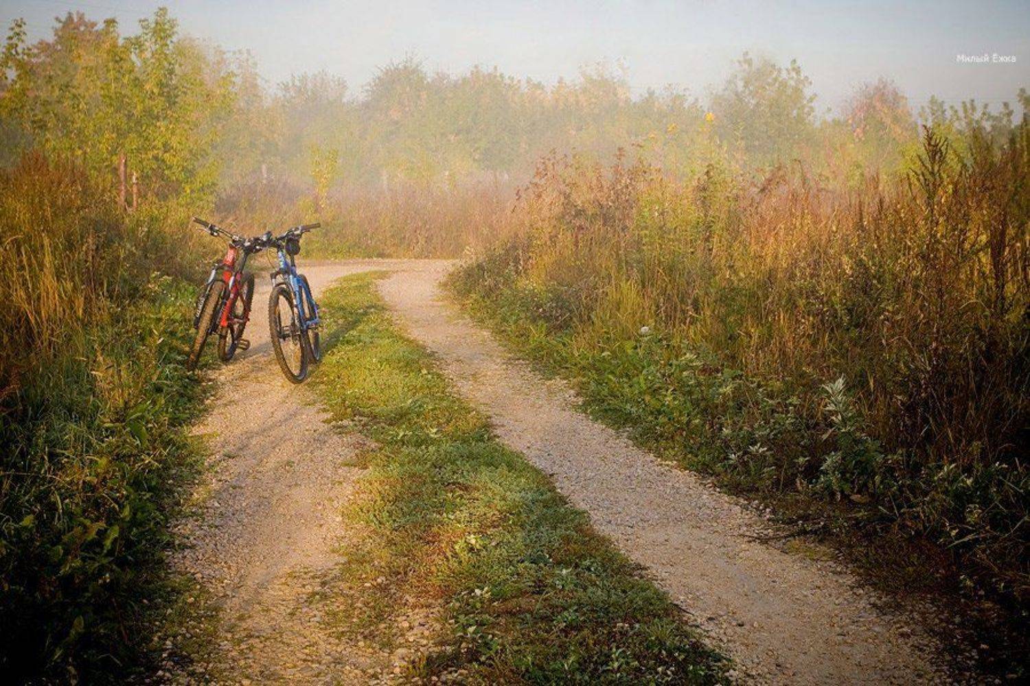 , Милый Ёжка