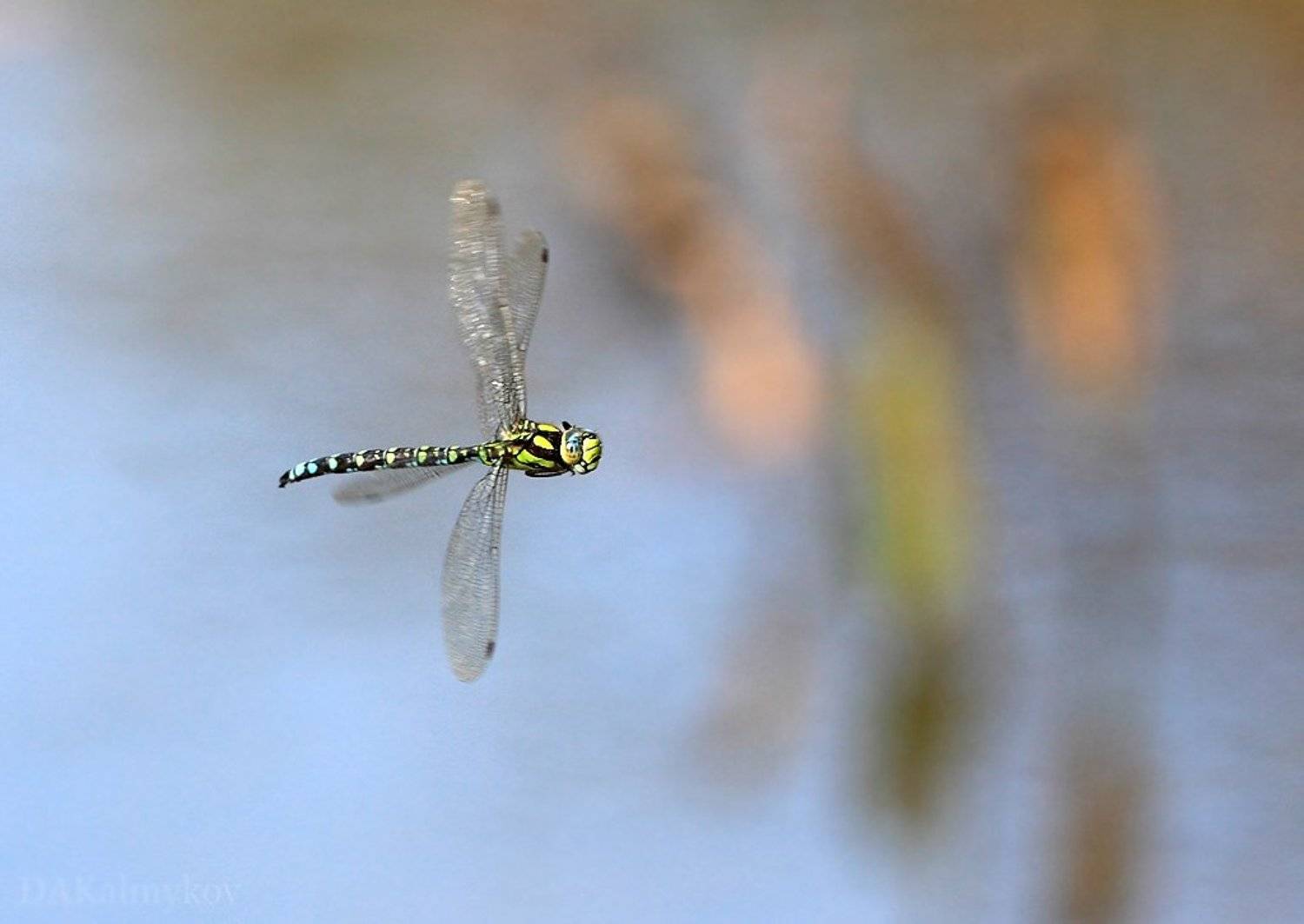 стрекоза, Дмитрий Калмыков
