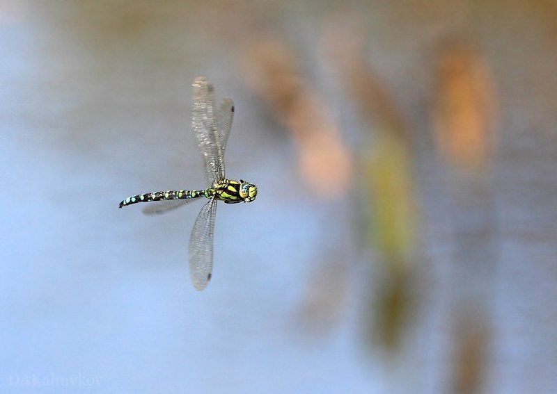 стрекоза Коромысло фото превью