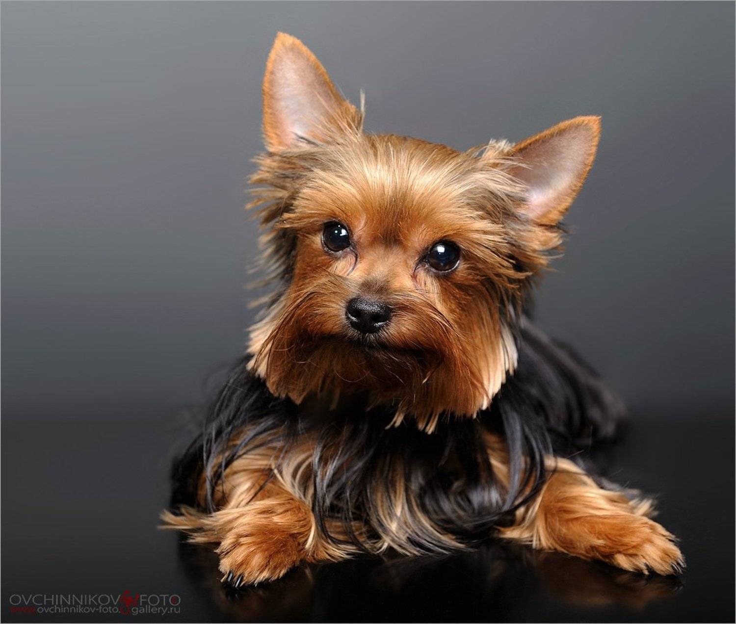 , Вадим Овчинников