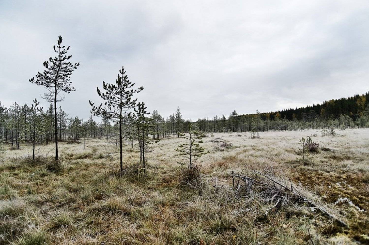 осень,иней,природа,болото,облака,, Евгений Пугачев.