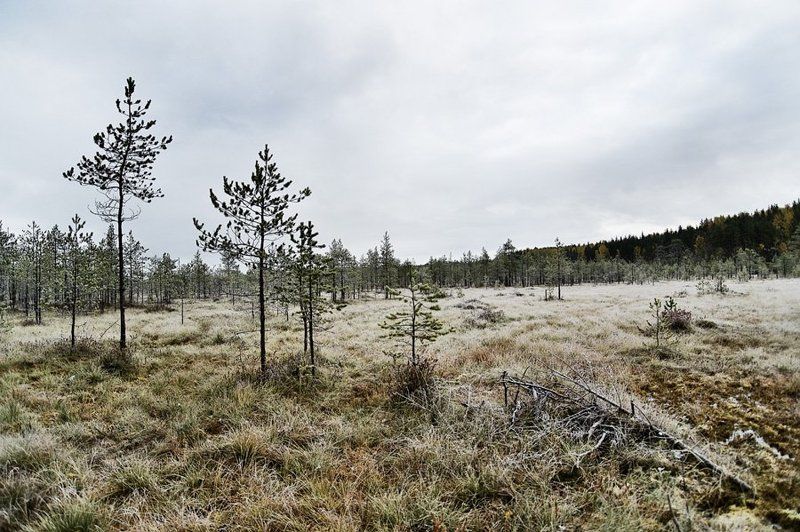 осень,иней,природа,болото,облака, Дыхание зимы фото превью