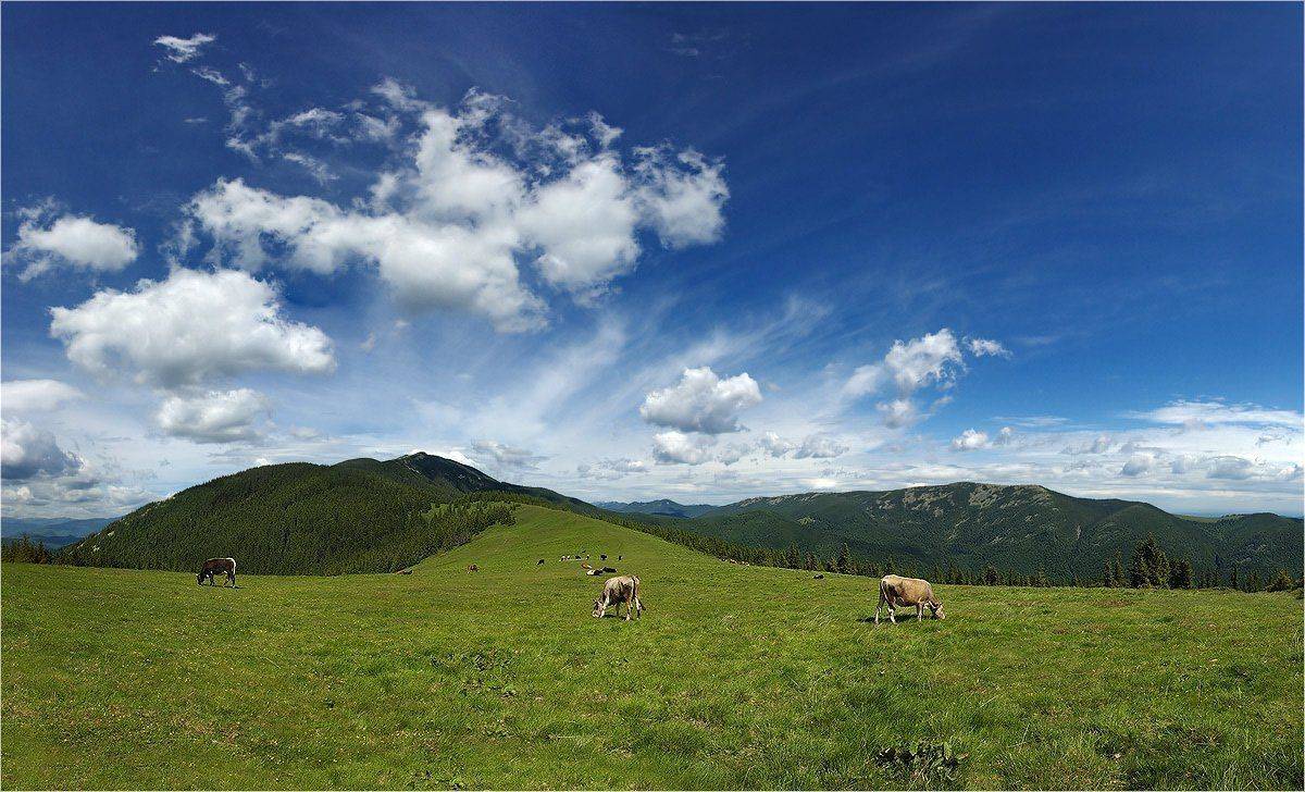 карпаты, хомяк, Kolebidenko Vladimir