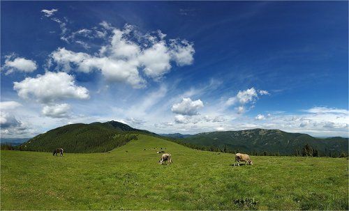 В долине хомяков...