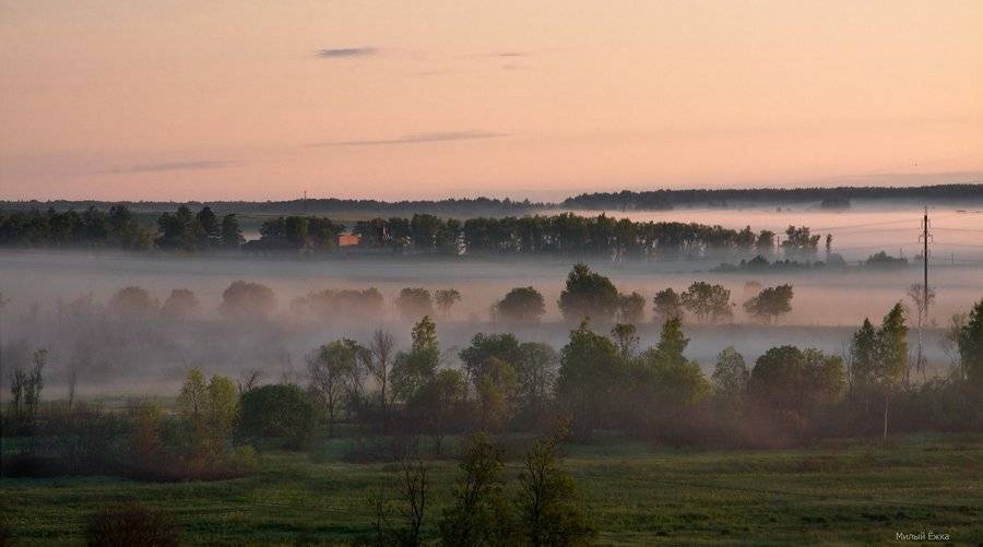 туман, утро,, Милый Ёжка