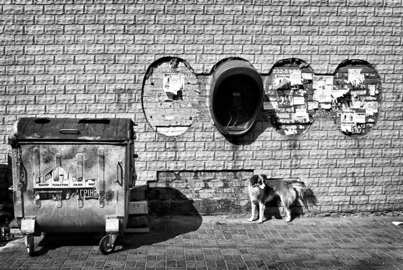 Собака, бак и таксофон. фото превью