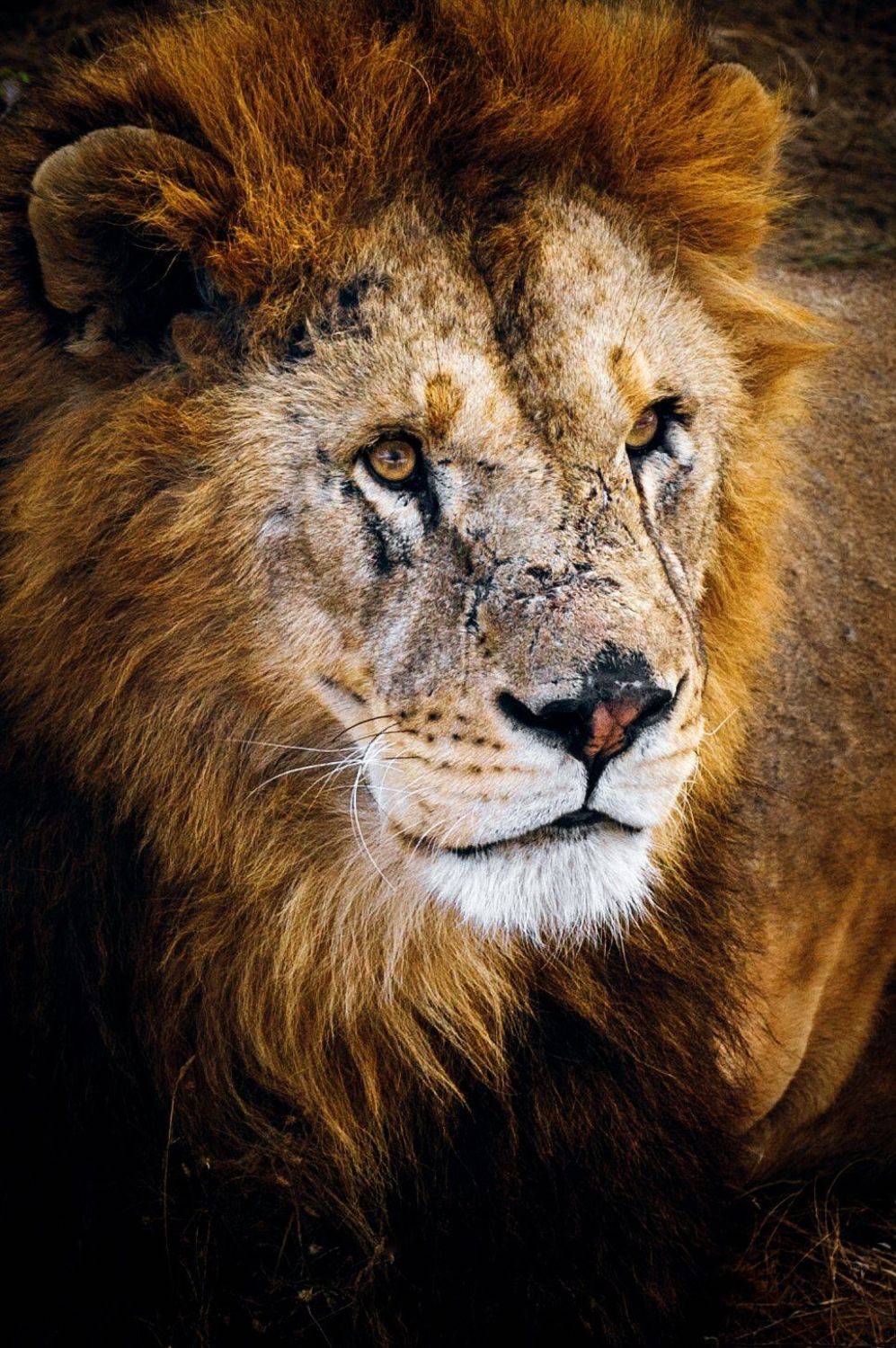 Animals, Color, Life, Light, Lion, Nature, Nikon, Photohunter, Wildlife, Андрей Лободин