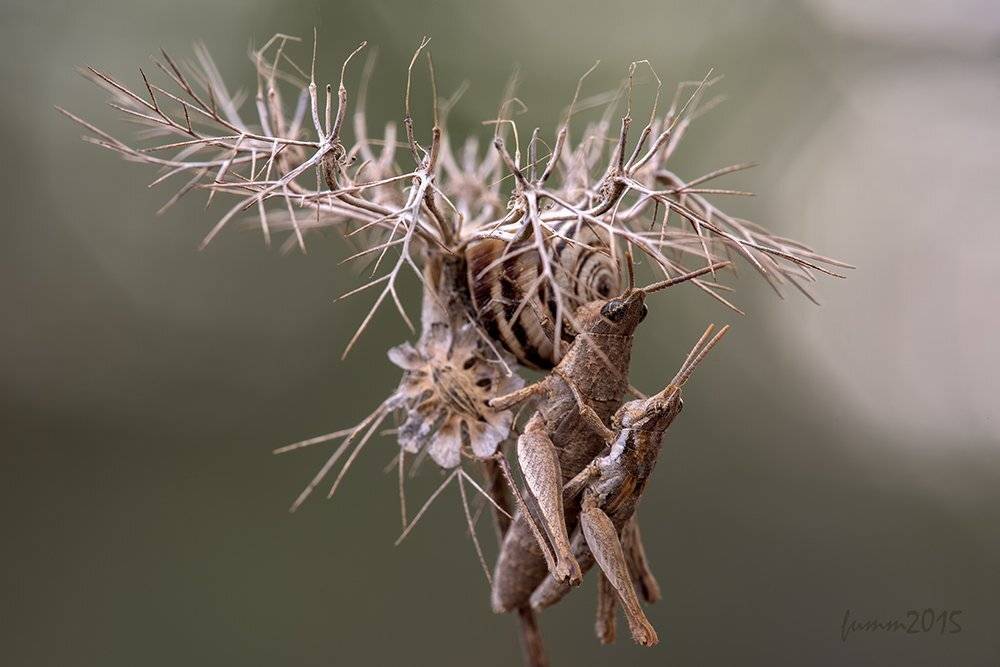 , Игорь ФУММ