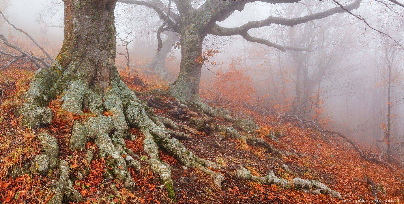 Демерджи, Лес, Осень, Туман, Антон Петрусь