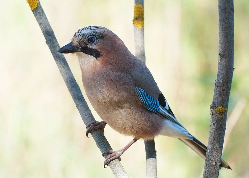 *** фото превью